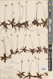 Image result for Lentibulariaceae