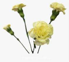 Clip Art Caesar Mini Carnation Carnations Yellow Carnations Flowers Png Free Transparent Clipart Clipartkey Carnation colors yellow carnations piercing tattoo i tattoo love flowers beautiful flowers sewing machine tattoo carnation tattoo tattoo designs. clip art caesar mini carnation