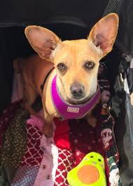 Polly would like to say thank you to everyone who donated for her groom 🫧  and Suffolk Dog Town for making this older lady look and feel amazing.