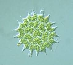 Protista Examples Example