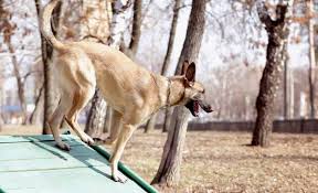 Grooming and trimming nails made easier with this hammock helper. Diy Dog Ramp How To Build A Ramp For Your Dog 7 Designs