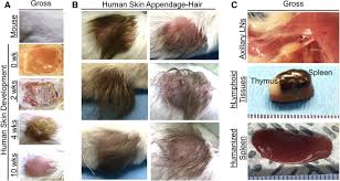 Development of humanized mouse and rat models with full-thickness human  skin and autologous immune cells