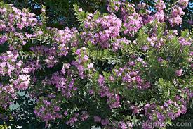 Image result for Podalyria