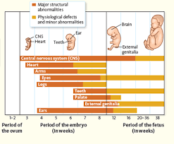 Solved Examining The Developmental Chart Fig What Two