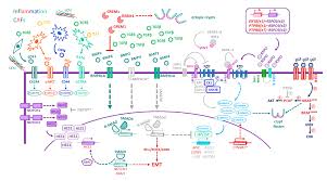 Edison wang is on facebook. Cancers Free Full Text Subversion Of Niche Signalling Pathways In Colorectal Cancer What Makes And Breaks The Intestinal Stem Cell Html
