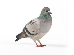 Black Striped Gray Pigeon 3d Model Black Stripes 3d Model Model