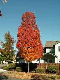 Deborah norway maple is a unique maple tree which makes a statement in the spring landscape. Shade And Flowering Trees For Sale In Boise