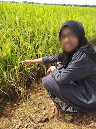 Sawah padi sekinchan adalah salah satu lokasi yang boleh anda teroka bersama keluarga sekiranya ingin mencuci mata melihat pemandangan yang luas dan juga untuk bergambar dengan sepuas hati. Dunia Anakku Bawa Anak Anak Cuti Ke Sekinchan Apa Yang Menarik