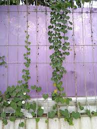 Image result for Eulophia obscura