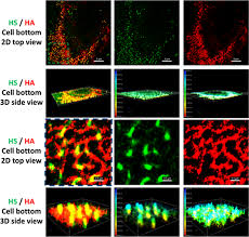 I just wanted to write pwp. The Glycocalyx And Its Role In Vascular Physiology And Vascular Related Diseases Springerlink