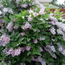Some leaves have small pinholes. Miss Kim Lilacs Knowledgebase Question Garden Org