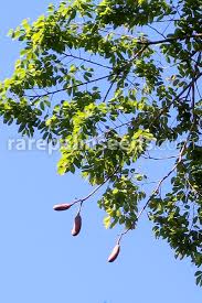 Image result for Hymenaea courbaril