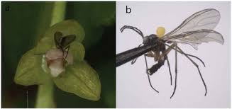 Image result for Bulbophyllum sp. nov