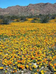 Expect great things when you shop at at kohl's department stores yuma, we not only offer the best merchandise at the best prices, but we're always working to make your shopping. Desert In Bloom Arizona Plants Arizona Attractions Desert Flowers