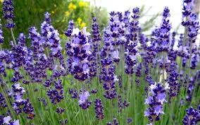 Lavendel kann problemlos auch in kübeln kultiviert werden. Lavendel Contrast Pflanze Lavendel Labkraut Lungenkraut Pflanzen Saatgut Ruhlemann S Krauter Und Duftpflanzen
