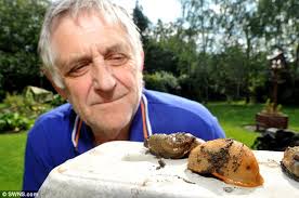 Cannibal slugs spotted in gardens after coming to UK from Spain