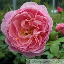 Unterschied wurzelnackte rosen und topfrosen. The Shepherdess Englische Rose