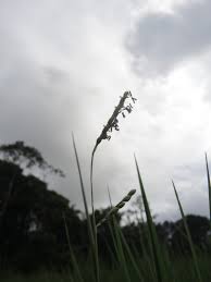 Image result for Urochloa dictyoneura