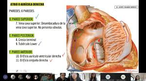Auricle, flop of tissue that partially covers the atrium. Semana 9 Turno D Anatomia I Corazon 2da Parte 09 05 2021 Youtube