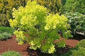 Golden Spirit Smoketree Cotinus Coggygria Ancot Pnw Plants Smoke Tree Plants Smoke Bush