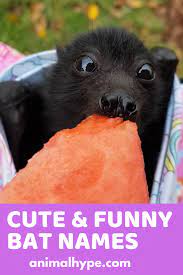 Cute Funny Bat Names Bat Animal Names Cute Names