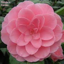 Pin On Camellia