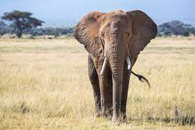The african elephant is the largest animal walking the earth. African Elephant Range Is Just 17 Of What It Could Be