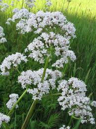 Image result for Valeriana