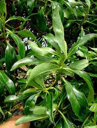 Image result for Myoporum laetum