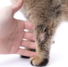How do you get ringworm from a cat. Can I Pet A Cat With Ringworm Banixx
