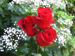 Roses Are Red Violets Are Blue I Love You Song Valentine S Day Beautiful Roses Bouquet Red Roses Wallpaper Rose