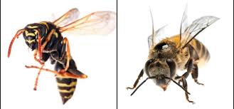 Free bee hive removal, beehive removal, swarm live and humane removal (temple city) pic hide this posting restore restore this posting. Differences Between Wasps And Bees Western Exterminator Pest Control Services Blog And Pest Control Articles