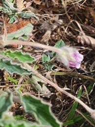 Image result for Monsonia senegalensis