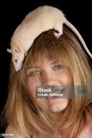 Rata Que Sale Pelo En Fondo Negro Foto de stock y más banco de imágenes de  Acorralado