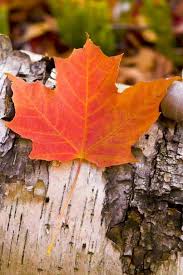 Unduh daun maple latar belakang atau foto ini dan anda dapat menggunakannya untuk berbagai keperluan, seperti spanduk, wallpaper, latar belakang poster, serta latar belakang powerpoint dan. Pin On Maple Leaf Cottage