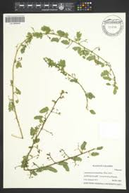 Image result for Aeschynomene baumii