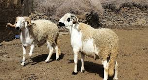 Check spelling or type a new query. Ø§Ù‚ØªÙ†Ø§Ø¡ Ø®Ø±ÙˆÙ Ø§Ù„Ø¹ÙŠØ¯ Ø¨Ù†Ù‚Ø±Ø© ÙˆØ§Ø­Ø¯Ø© Ø¹Ù„Ù‰ Ø§Ù„Ø§Ù†ØªØ±Ù†Øª Ù…Ù…Ù„ÙƒØªÙ†Ø§
