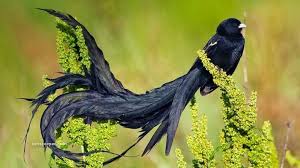 Name Small Birds Of South Africa 17 Beautiful Birds With Images South African Birds Most Beautiful Birds Rare Birds