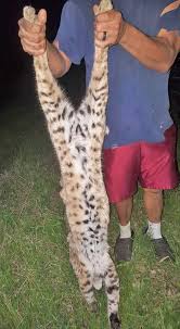 The bobcat tested positive for rabies. Especially Brave Bobcats Attack In The Area One Attacks In Broad Daylight Another Kills 45 Animals In A Back Yard The Devine News