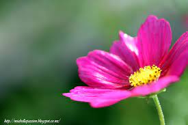 Mia Bella Passions Photography Cosmos Flower By Tracey Lee Cassin Photography Print Digital Photography Photography