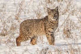Maybe you would like to learn more about one of these? Biggest Bobcat I Ve Ever Seen Vernon Area Photographer Vernon Morning Star