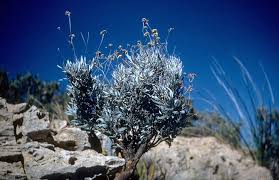 Image result for Argomuellera