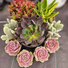 Image result for Crassula capitella