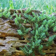 Image result for Sedum