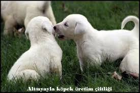 Kangal Yavrusu Satislari Yavru Kangal Fiyatlari