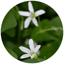 Image result for Oxalis oligotricha