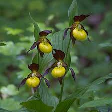 Image result for Cynorkis symoensii