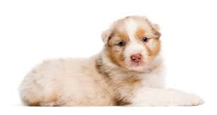 Australian shepherd puppy Free Stock Photos, Images, and Pictures of  Australian shepherd puppy