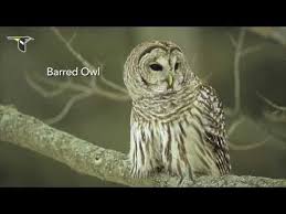 Easy To Learn Great For Kids How Many Of These 15 Fun And Interesting Facts Do You Know Fact 8 Is My Favorite Owl Sounds Owl Owl Moon