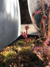 Image result for Drosera madagascariensis